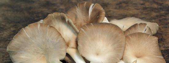 蘑菇有助于预防老年痴呆症