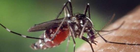 喂食糖可能会抑制蚊子感染和传播虫媒病毒的能力