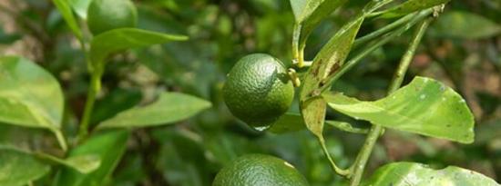 calamansi汁的5大健康益处