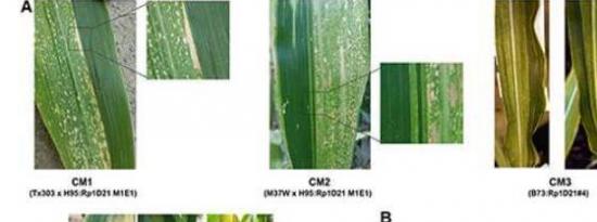 深入了解植物免疫系统