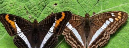 哥伦比亚摄影师记录了世界上种类最多的蝴蝶