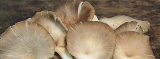 蘑菇有助于预防老年痴呆症