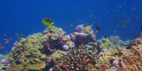 一些珊瑚礁正在跟上海洋变暖的步伐