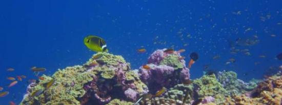 一些珊瑚礁正在跟上海洋变暖的步伐