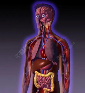 新方法使人体器官的3D显微镜成为可能