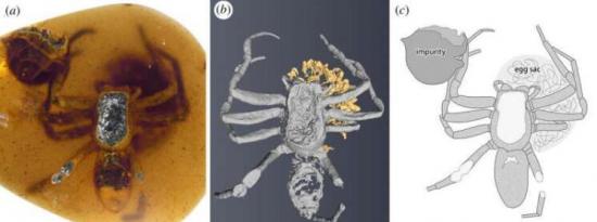 发现保存在琥珀中的古代蜘蛛妈妈正在保护她的幼崽