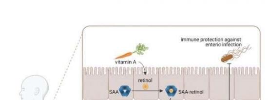 科学家揭示维生素A如何进入肠道免疫细胞