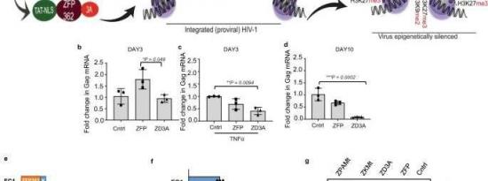 一种阻断小鼠HIV的新方法