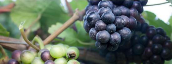 葡萄和蓝莓中的多酚有助于降低心理年龄