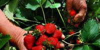 如何在您的家庭花园中开始种植草莓