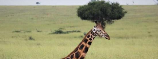雄性长颈鹿比雌性更具有社会联系