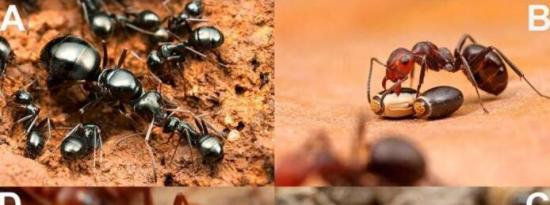 科学家发现蚂蚁体内寄生虫进化的许多原因