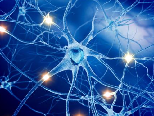 严格的谱系追踪对于神经细胞再生研究至关重要