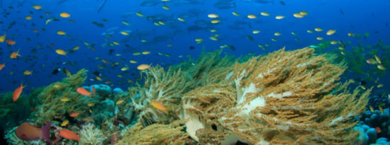 气候变化就杀死了世界上超过14%的珊瑚