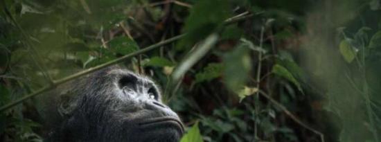 著名的大猩猩在刚果公园去世 享年35岁