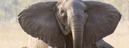为什么有的大象没有象牙 偷猎提示大象进化的尺度