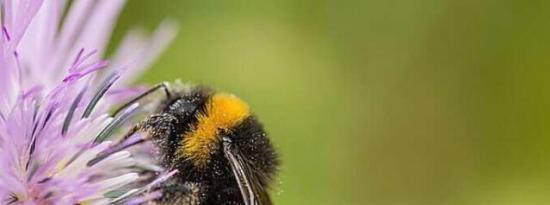 科学家发现了使大黄蜂条纹着色的遗传途径