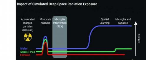 暴露于模拟深空辐射的雄性小鼠空间学习能力受损