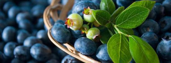 如何在容器中种植富含抗氧化剂的蓝莓