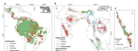水电站对美洲虎和老虎栖息地的破坏性影响