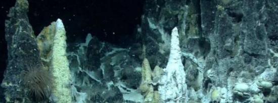 深海采矿可能会消灭我们刚刚发现的物种