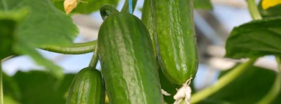黄瓜与西葫芦：它们有何不同