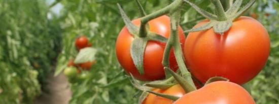 种植樱桃番茄的10个技巧