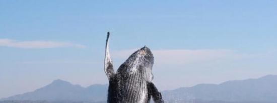 在里维埃拉纳亚里特体验观鲸季节