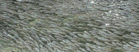 成百上千的鱼群如何齐心协力掀起波澜