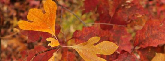 25种色彩缤纷的植物和树木打造完美的秋季花园