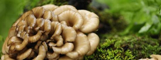 神话般的真菌：蘑菇的6大健康益处