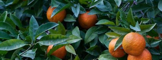 种植柑橘树你需要知道的一切