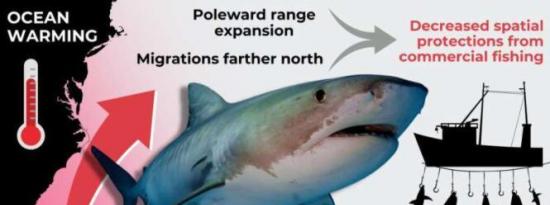 新的研究发现 气候变化改变了虎鲨的迁徙