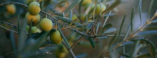 Olvea现在提供COSMOS Natural认可的植物油