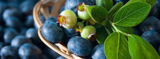 8种方式证明蓝莓是改善健康的有效超级食品
