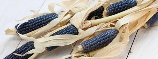 蓝玉米富含抗氧化剂可预防代谢综合征和心脏病