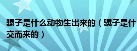骡子是什么动物生出来的（骡子是什么动物杂交而来的）