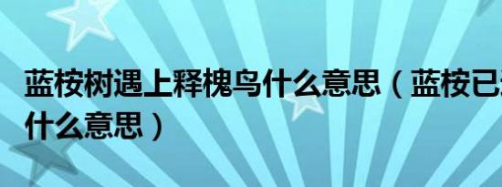 蓝桉树遇上释槐鸟什么意思（蓝桉已遇释槐鸟什么意思）