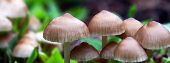 蘑菇的4种关键营养素可帮助您优雅地变老