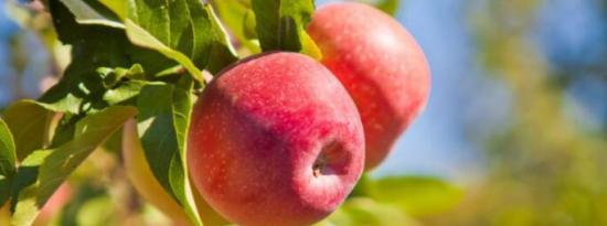 姜黄苹果和葡萄都有助于治疗前列腺癌