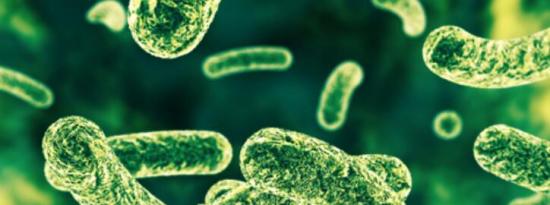 从肠道健康到抗生素：细菌如何影响您的生活
