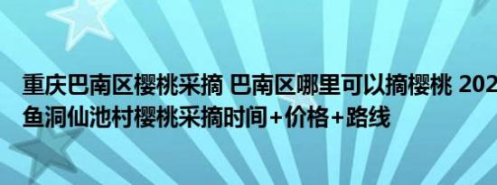 重庆巴南区樱桃采摘 巴南区哪里可以摘樱桃 2022重庆巴南鱼洞仙池村樱桃采摘时间+价格+路线