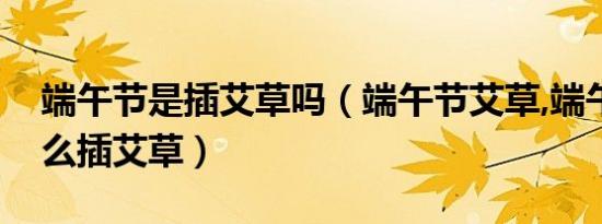 端午节是插艾草吗（端午节艾草,端午节为什么插艾草）