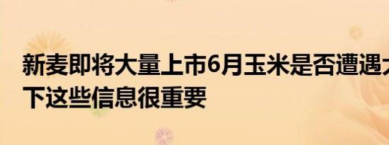 新麦即将大量上市6月玉米是否遭遇大利空以下这些信息很重要