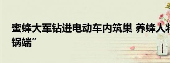 蜜蜂大军钻进电动车内筑巢 养蜂人将其“一锅端”