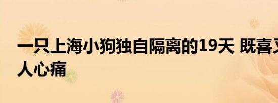 一只上海小狗独自隔离的19天 既喜又悲太让人心痛