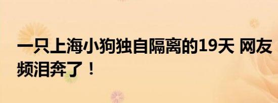 一只上海小狗独自隔离的19天 网友：看完视频泪奔了！