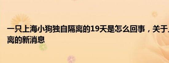 一只上海小狗独自隔离的19天是怎么回事，关于上海带狗隔离的新消息