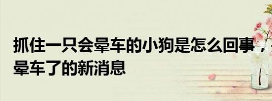 抓住一只会晕车的小狗是怎么回事，关于小狗晕车了的新消息