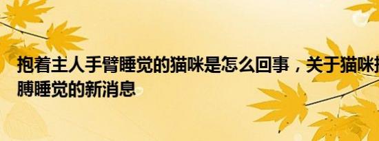 抱着主人手臂睡觉的猫咪是怎么回事，关于猫咪抱着主人胳膊睡觉的新消息